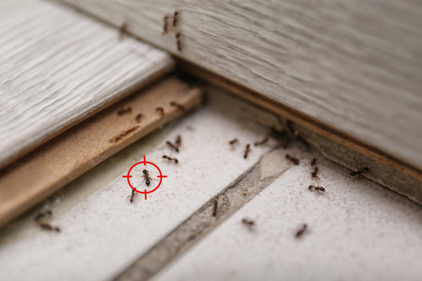 Spider Control Near Me in Colfax, WA